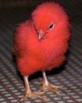 pic for Red chicken